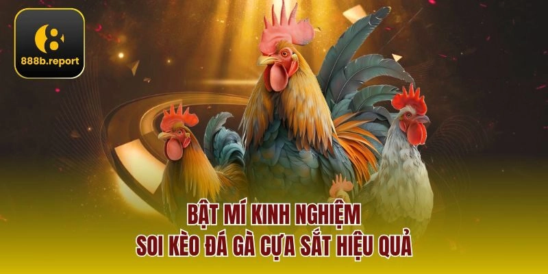 Bật mí kinh nghiệm soi kèo đá gà cựa sắt hiệu quả