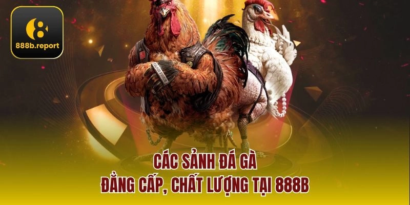 Các sảnh đá gà đẳng cấp, chất lượng tại 888b