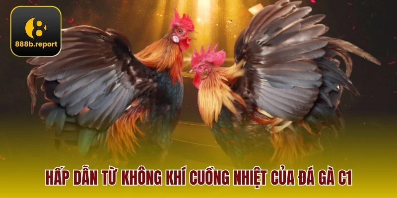 Hấp dẫn từ không khí cuồng nhiệt của đá gà C1
